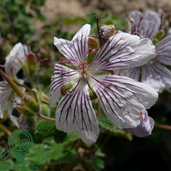 Geranium renardii, Storkenæb