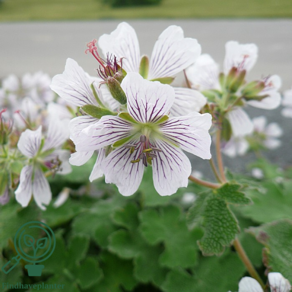 Geranium renardii, Storkenæb