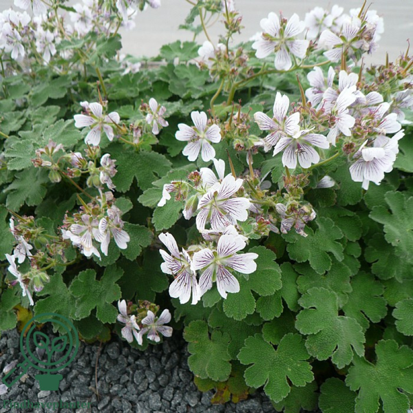 Geranium renardii, Storkenæb
