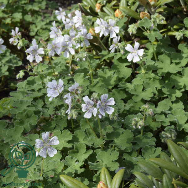 Geranium renardii, Storkenæb