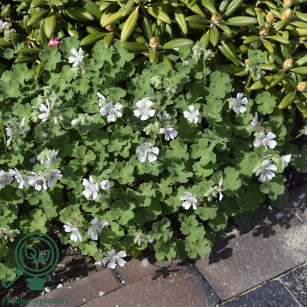 Geranium renardii, Storkenæb