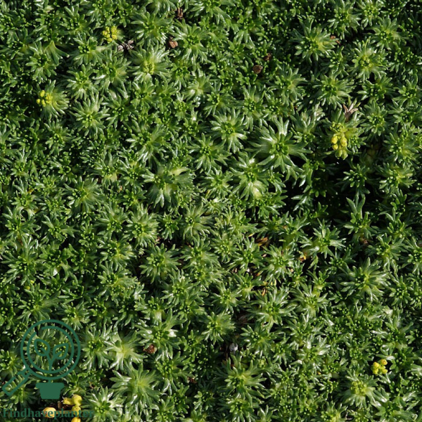 Azorella trifurcata, Trefliget Gummipude