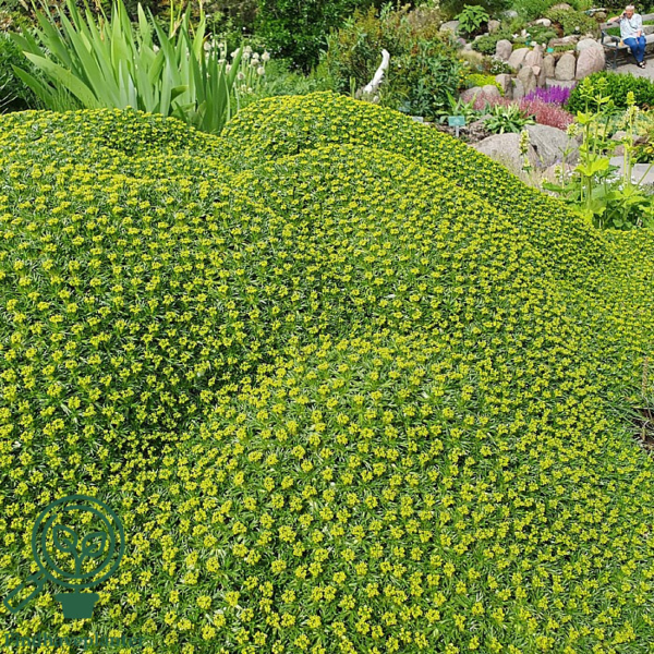 Azorella trifurcata, Trefliget Gummipude