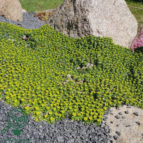 Azorella trifurcata, Trefliget Gummipude