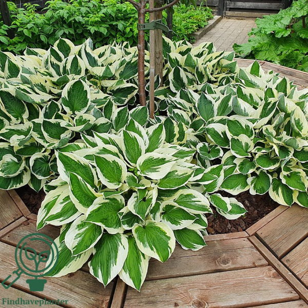 Hosta hybrid 'Patriot', Funkia