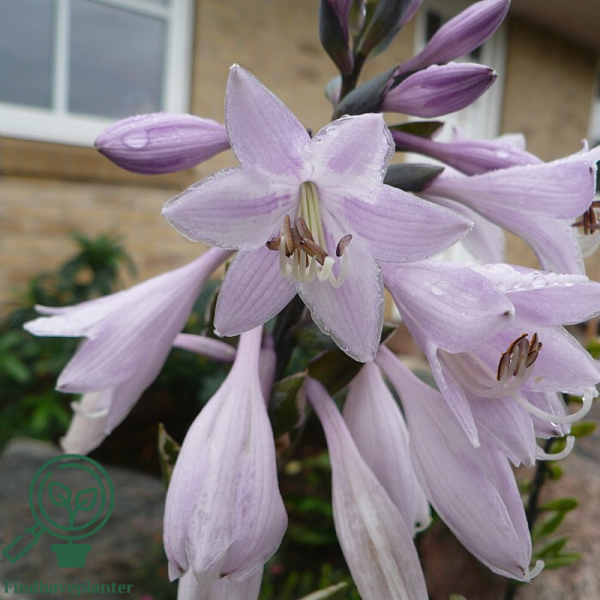 Hosta hybrid 'Patriot', Funkia