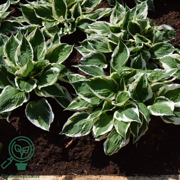 Hosta hybrid 'Patriot', Funkia