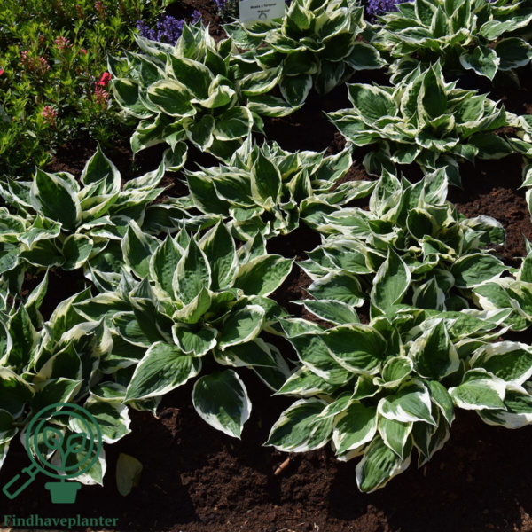 Hosta hybrid 'Patriot', Funkia