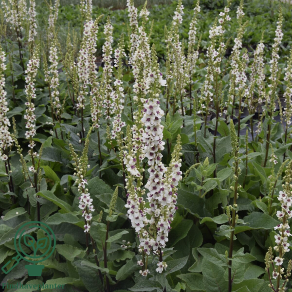 Verbascum chaixii 'Wedding Candles', Kongelys