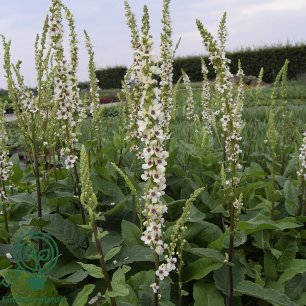 Verbascum chaixii 'Wedding Candles', Kongelys