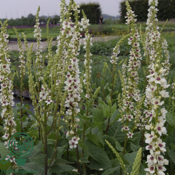 Verbascum chaixii 'Wedding Candles', Kongelys