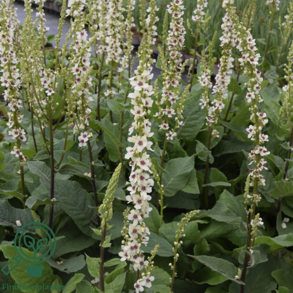 Verbascum chaixii 'Wedding Candles', Kongelys