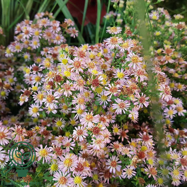 Aster vimineus 'Lovely', Aster