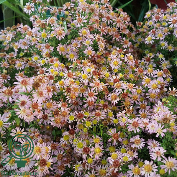 Aster vimineus 'Lovely', Aster