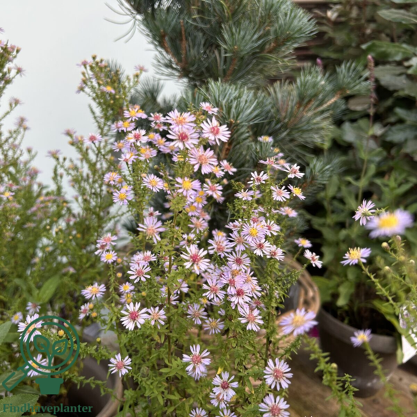 Aster vimineus 'Lovely', Aster