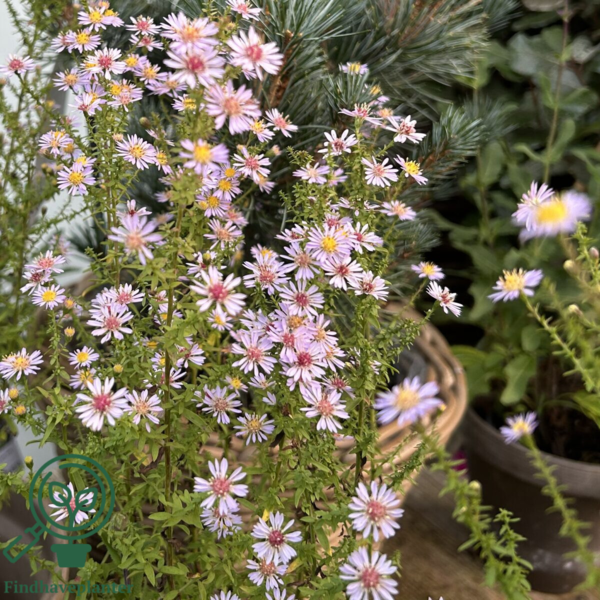 Aster vimineus 'Lovely', Aster