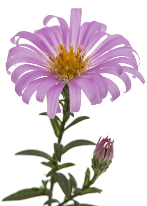 Aster vimineus 'Lovely', Aster