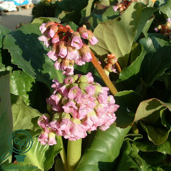 Bergenia cordifolia, Kæmpe-Stenbræk