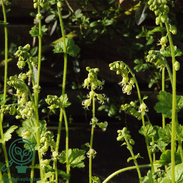 Tellima grandiflora, Biskophat