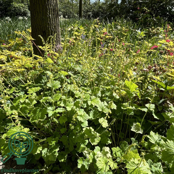Tellima grandiflora, Biskophat
