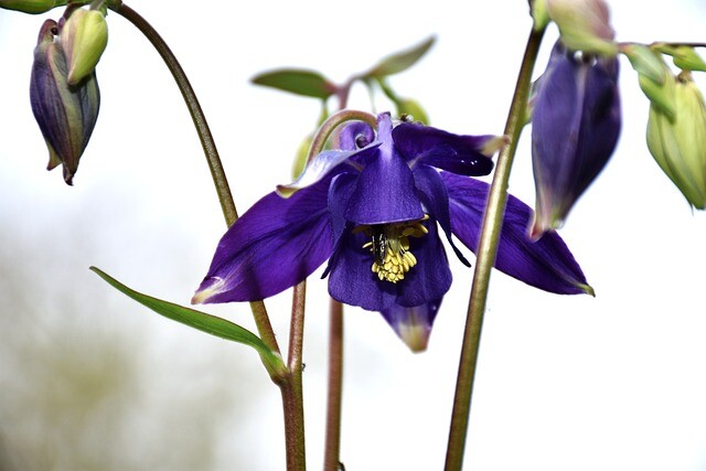 Aquilegia vulgaris, Akeleje