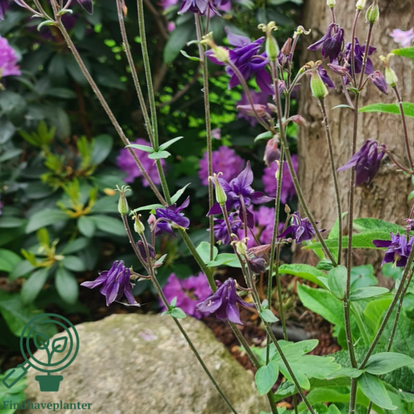 Aquilegia vulgaris, Akeleje
