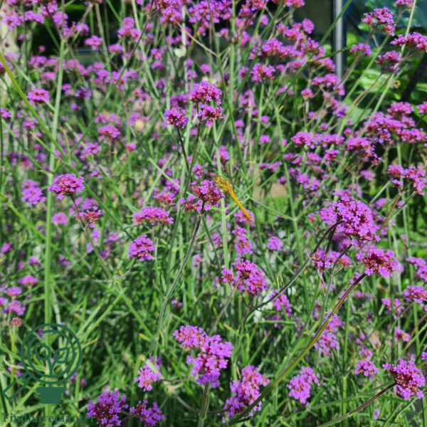 Verbena bonariensis, Kæmpejernurt C0,8