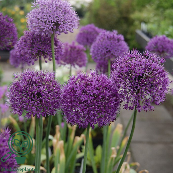 Allium aflatunense 'Purple Sensation', Prydløg