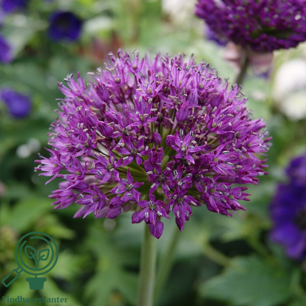 Allium aflatunense 'Purple Sensation', Prydløg
