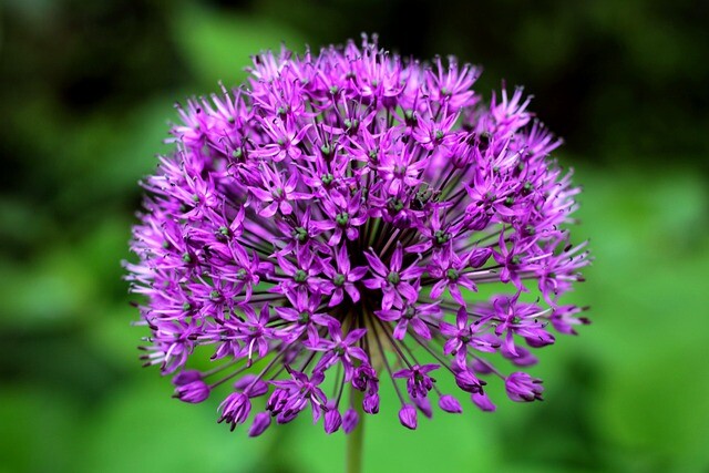 Allium aflatunense 'Purple Sensation', Prydløg