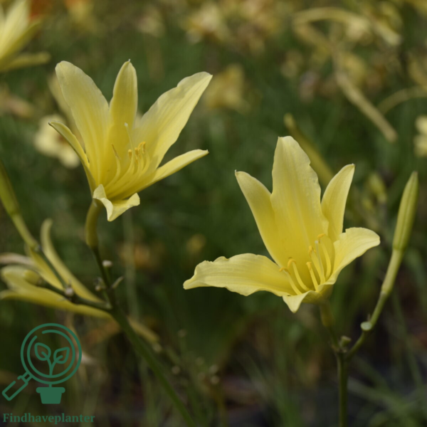 Hemerocallis citrina, Daglilje