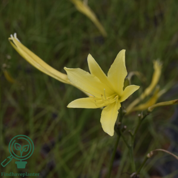 Hemerocallis citrina, Daglilje