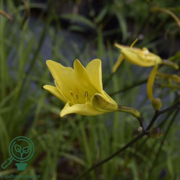 Hemerocallis citrina, Daglilje