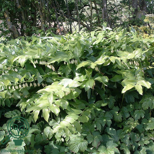 Polygonatum multiflorum, Storkonval