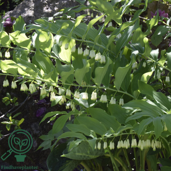 Polygonatum multiflorum, Storkonval