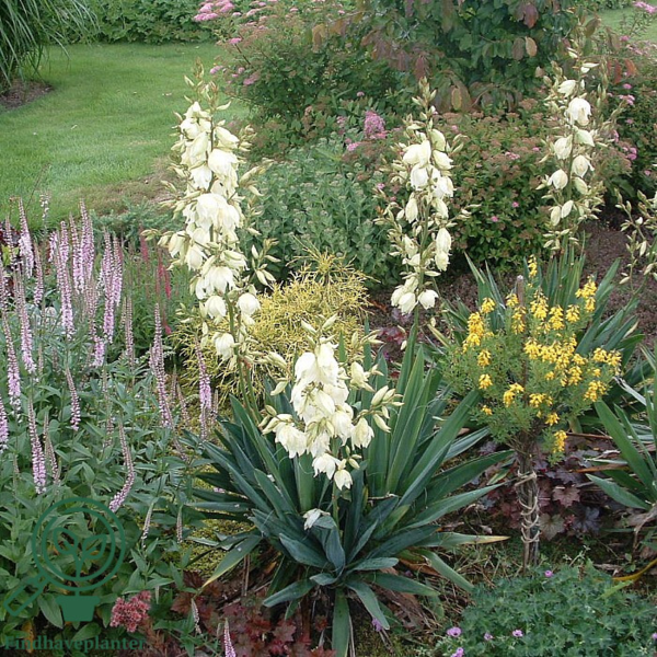 Yucca filamentosa, Palmelilje