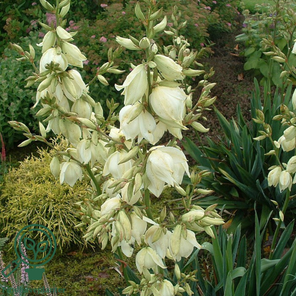 Yucca filamentosa, Palmelilje