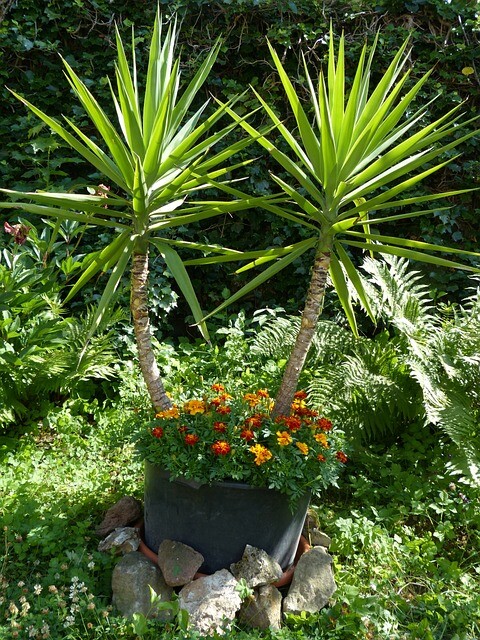 Yucca filamentosa, Palmelilje