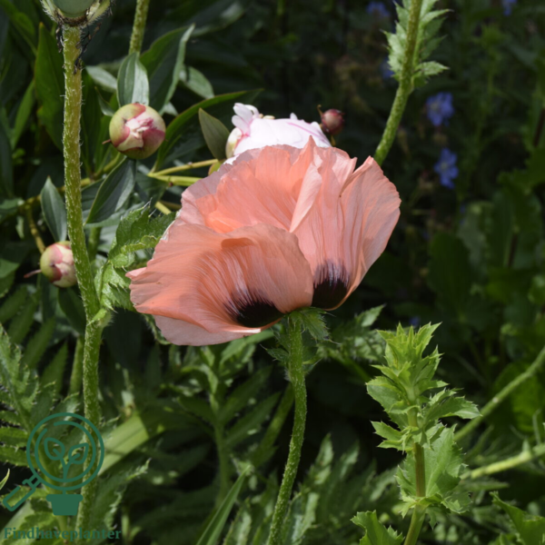 Papaver orientale 'Prinzessin Victoria Louise', Kæmpevalmue