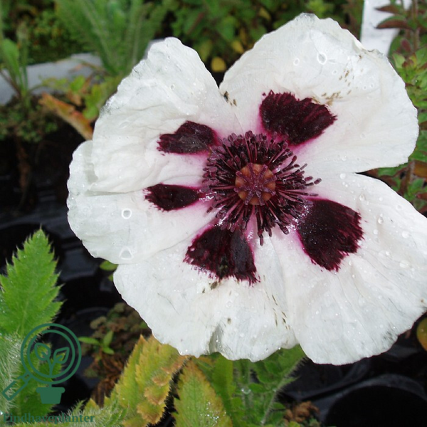 Papaver orientale 'Royal Wedding', Kæmpevalmue