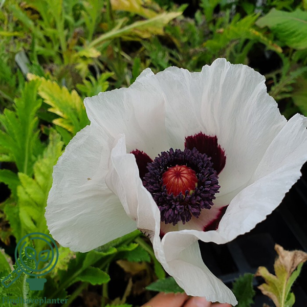 Papaver orientale 'Royal Wedding', Kæmpevalmue