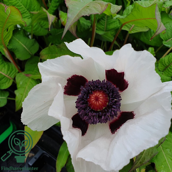 Papaver orientale 'Royal Wedding', Kæmpevalmue