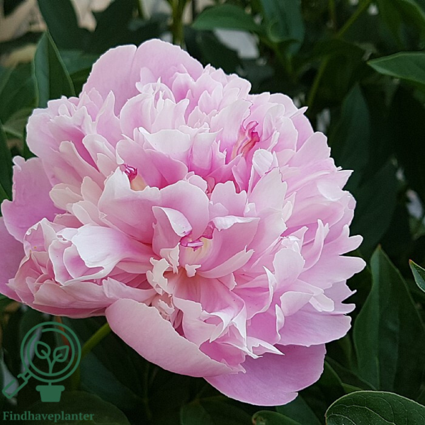 Paeonia lactiflora 'Sorbet', Pæon / silkepæon