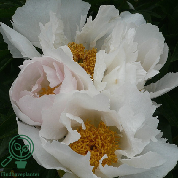 Paeonia lactiflora 'Krinkled White', Pæon / silkepæon