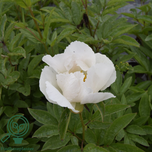 Paeonia lactiflora 'Krinkled White', Pæon / silkepæon