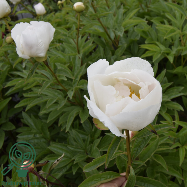 Paeonia lactiflora 'Krinkled White', Pæon / silkepæon