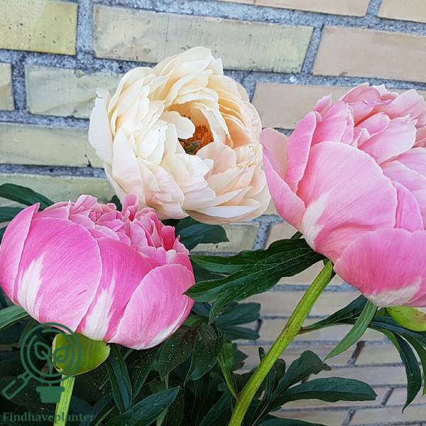 Paeonia lactiflora 'Coral Charm', Pæon / silkepæon