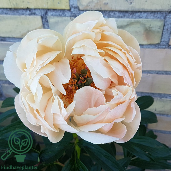 Paeonia lactiflora 'Coral Charm', Pæon / silkepæon