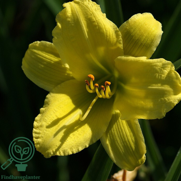 Hemerocallis hybrid 'Green Flutter', Daglilje