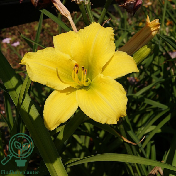 Hemerocallis hybrid 'Green Flutter', Daglilje